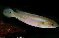Crenicichla sp. 'red bocon'