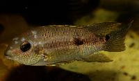 Aequidens diadema