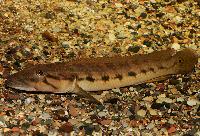 Crenicichla jegui