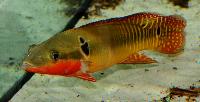 Crenicichla zebrina