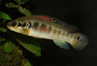 Crenicichla sp. 'gurupi'