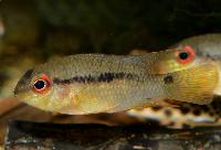 Krobia sp. 'red eyes'