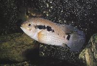 Cichlasoma bimaculatum