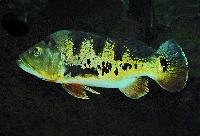 Cichla monoculus