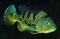 Cichla monoculus