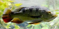 Cichla monoculus