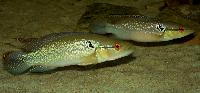 Crenicichla saxatilis