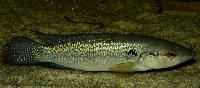 Crenicichla saxatilis
