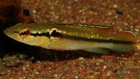 Crenicichla cf. saxatilis, Kaw