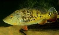 Cichla orinocensis