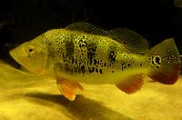Cichla orinocensis