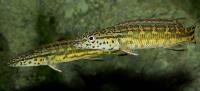 Crenicichla sp. 'Tapajos red'