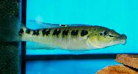 Crenicichla tendybaguassu