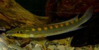 Crenicichla acutirostris
