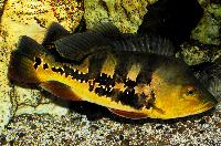 Cichla temensis