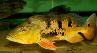 Cichla temensis