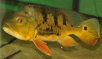 Cichla temensis
