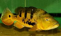 Cichla temensis