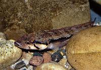 Crenicichla jegui