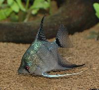 Pterophyllum scalare (diamantblau)