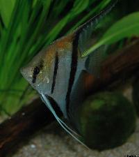 Pterophyllum scalare, Rio Manacapuru