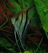 Pterophyllum scalare, Rio Manacapuru