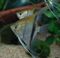 Pterophyllum scalare, Rio Manacapuru