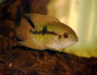 Hypselecara temporalis