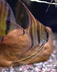 Pterophyllum altum