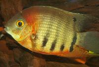 Heros cf. efasciatus, Rio Nanaya