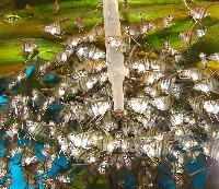 Pterophyllum scalare, Rio Manacapuru