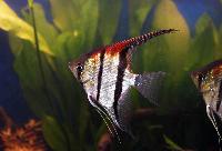 Pterophyllum scalare, Rio Manacapuru