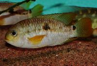 Aequidens plagiozonatus