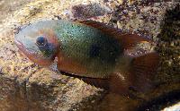 Hypselecara temporalis