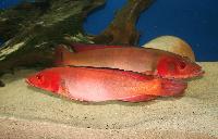 Crenicichla sp. 'Atabapo red'