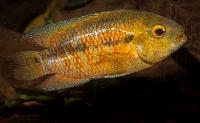Australoheros sp. 'red ceibal'