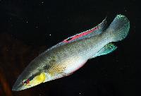 Crenicichla proteus