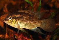 Laetacara flavilabris