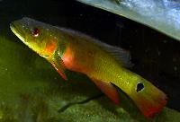 Crenicichla sp. aff 'lugubris cobra'