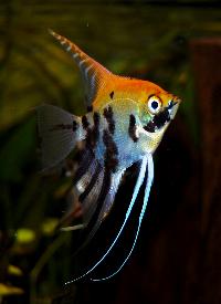 Pterophyllum scalare