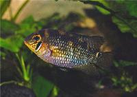 Aequidens metae