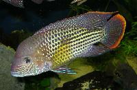 Andinoacara rivulatus