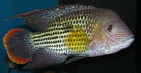 Andinoacara rivulatus