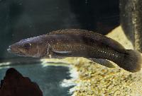 Crenicichla cametana