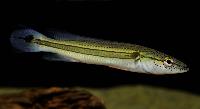 Crenicichla strigata, Guama