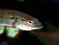 Crenicichla marmorata