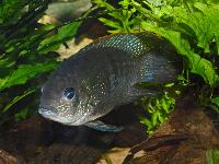Andinoacara pulcher