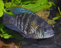 Andinoacara pulcher