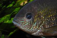 Andinoacara pulcher