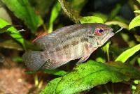 Hoplarchus psittacus